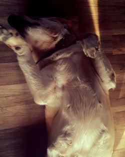 High angle view of dog lying on hardwood floor