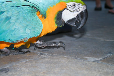 Close-up of parrot perching on footpath