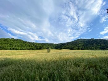 Scenic view of field against sky