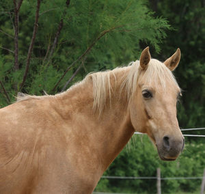 Horse standing in ranch