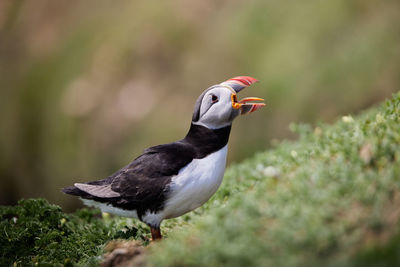 Puffin standing on a rock cliff . fratercula arctica