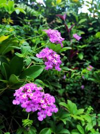 Close-up of pink flowers