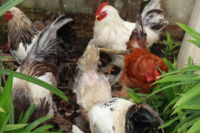 View of birds by plants