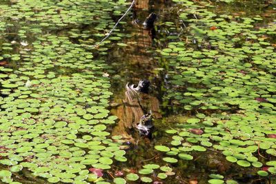 Water flowing from leaf