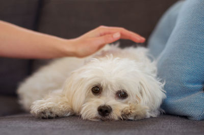 Cropped hand of woman holding dog