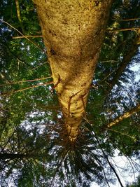 Low angle view of trees in forest