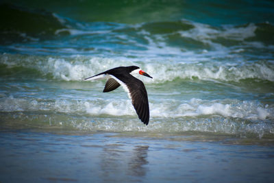 Bird flying over sea