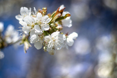 Close-up of white cherry blossoms