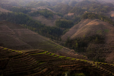 High angle view of rice field