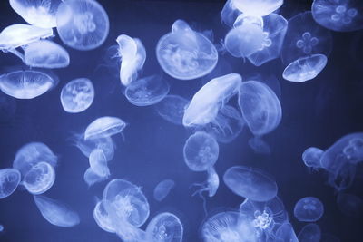 Jellyfish swimming in sea