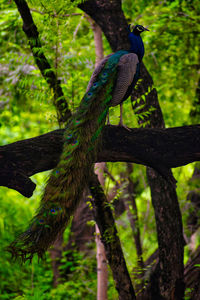 View of a bird on a tree