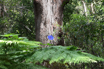 Trees in forest