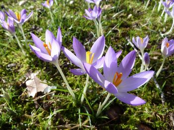 Close-up of purple crocus blooming outdoors