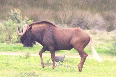 Horse grazing on grassy field