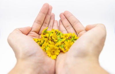 Close-up of hand holding yellow rose against white background