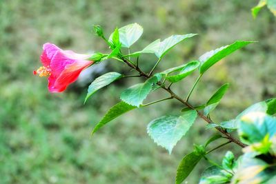 Close-up of flower blooming outdoors