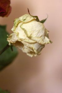 Close-up of flowers blooming outdoors