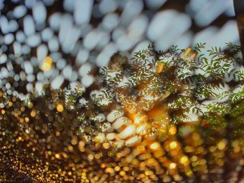 Full frame shot of tree during rainy season