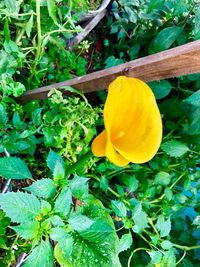 High angle view of yellow flowering plant