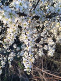 Close-up of white cherry blossom tree