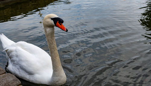 High angle view of swans swimming in lake