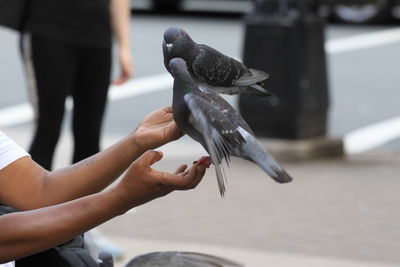 Close-up of pigeons on hand