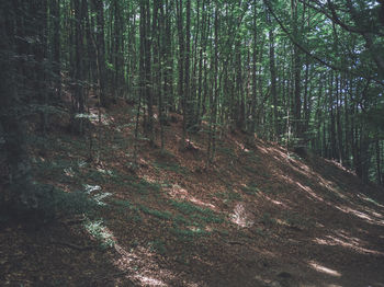 Trees growing in forest