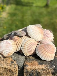 Close-up of seashell on rock