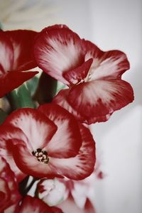 Close-up of red flower