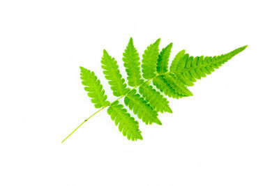 Close-up of leaves against white background