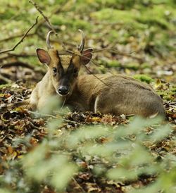 Portrait of muntjac deer 