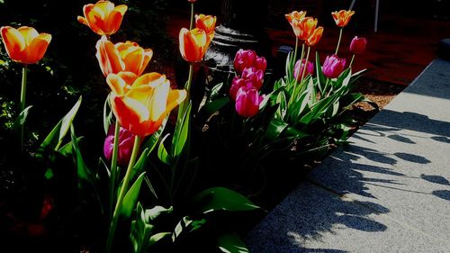 Close-up of multi colored flowers