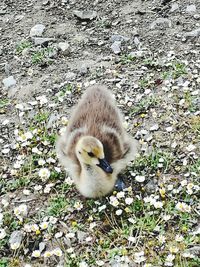 High angle view of a bird on field