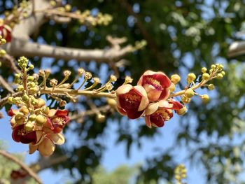 Close-up of red flowering plant against tree