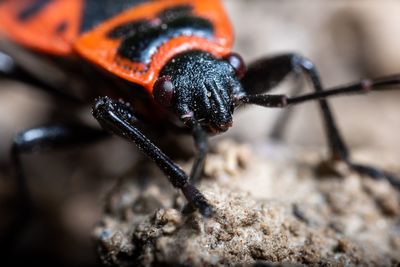 Close-up of insect on land