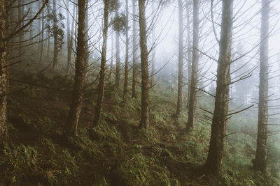 Trees in forest