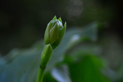 Close-up of flower buds