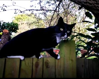 Portrait of cat sitting on tree against sky