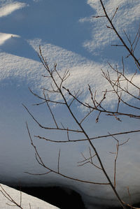 Bare tree against sky