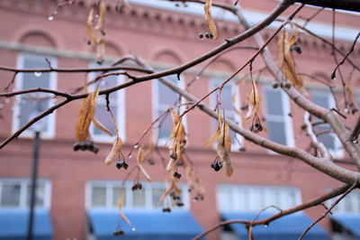 Low angle view of plant hanging on branch