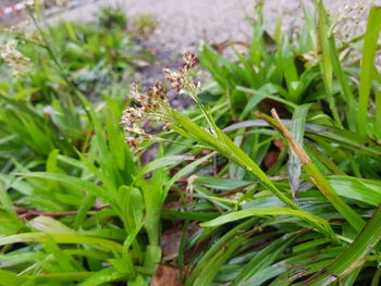 Close-up of flowering plant