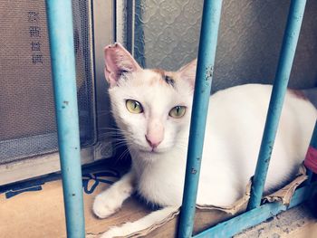 Portrait of cat sitting on metal