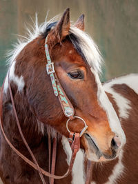 Close-up of a horse