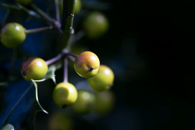 Close-up of grapes growing on tree