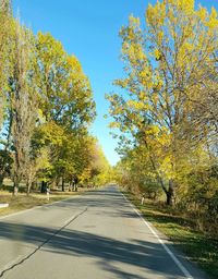 Empty road along trees