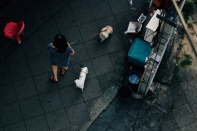 High angle view of woman walking dogs