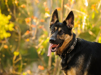 Close-up portrait of dog