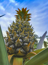 Close-up of sunflower cactus against sky