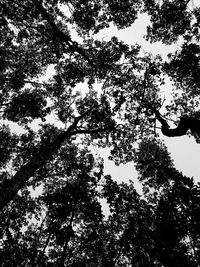 Low angle view of silhouette tree against sky