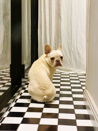 Dog looking away while standing on floor at home